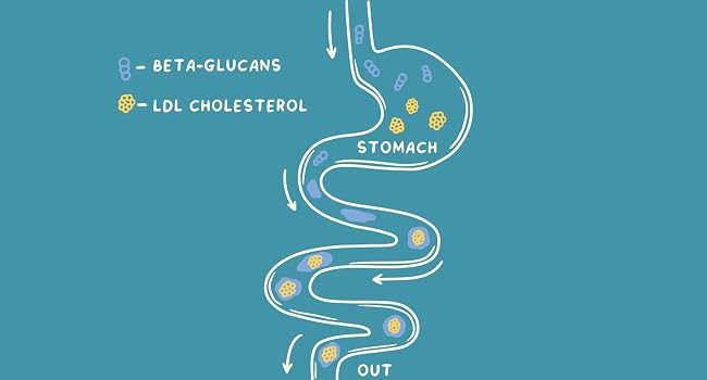 How beta-glucans work