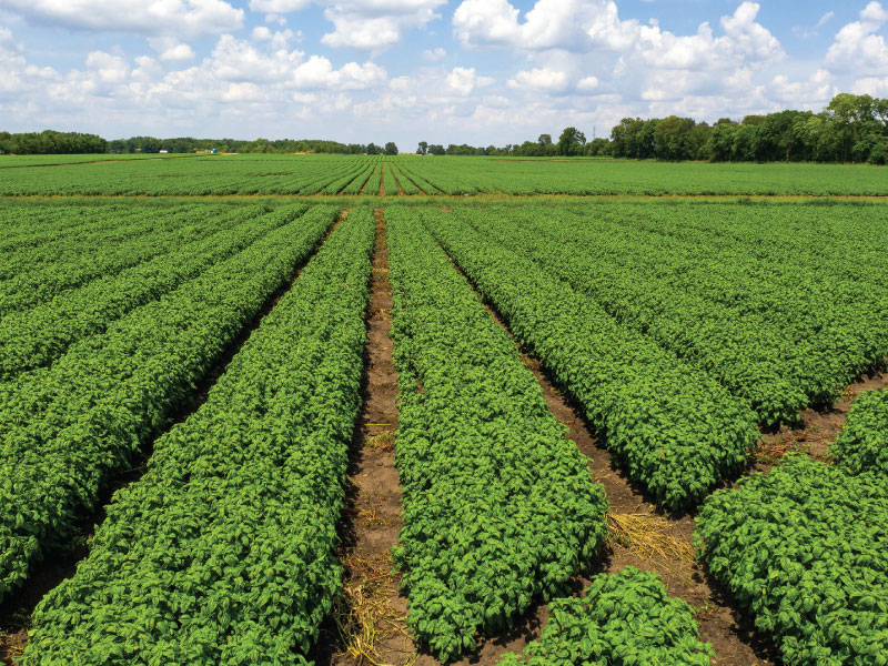 Momence Illinois Farm